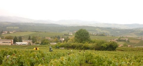 vignes beaujolais